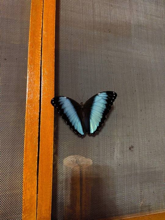A blue morpho visiting the house.