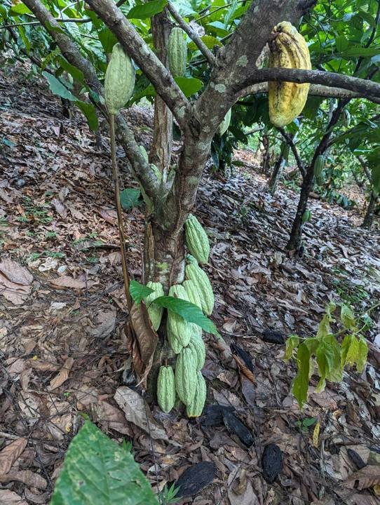 Cacao pods ripening on the tree.