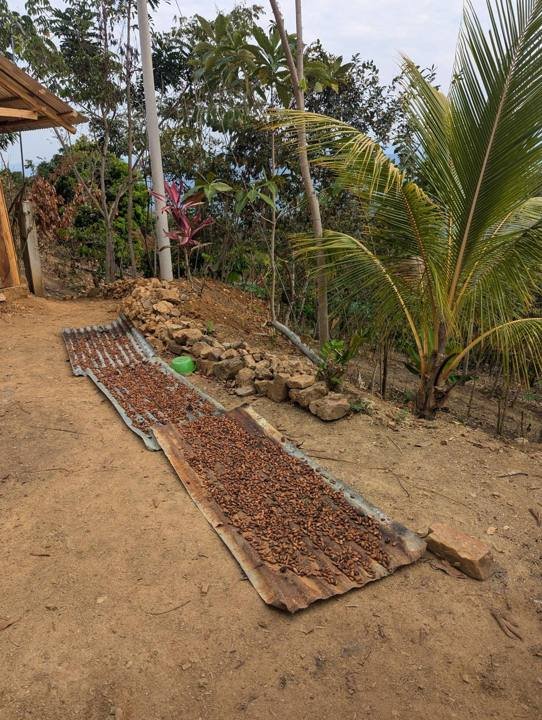 Cacao beans drying in the sun.