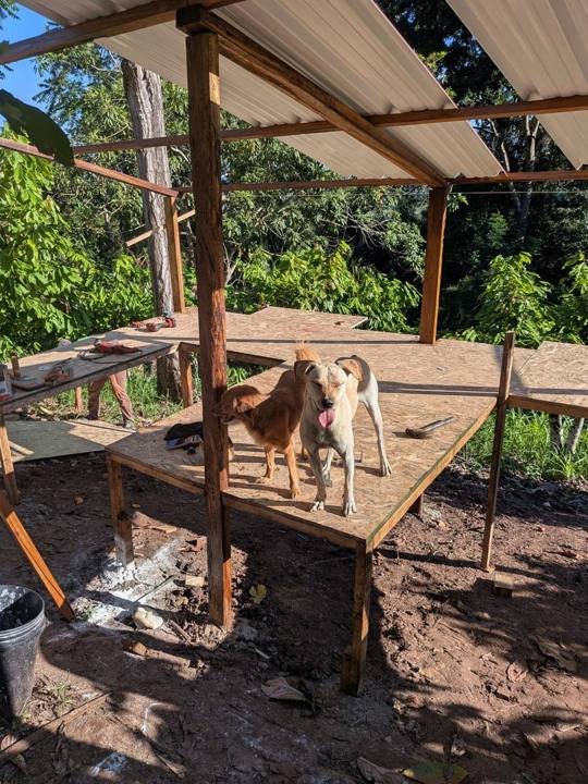 The chicken coop, with guards on duty.