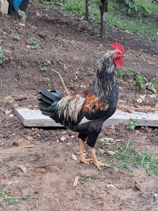 One of the roosters.