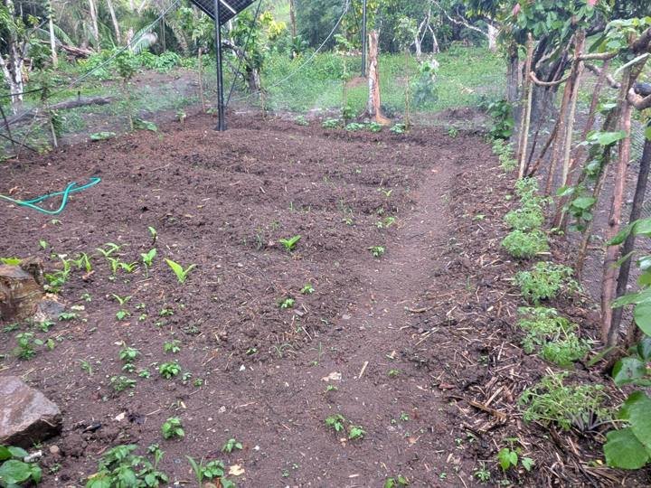 A fresh vegetable garden, just planted.