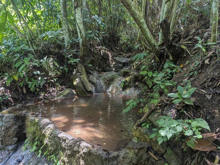 El terreno la primera vez que lo recorrí: senderos enmontados y un pequeño manantial.