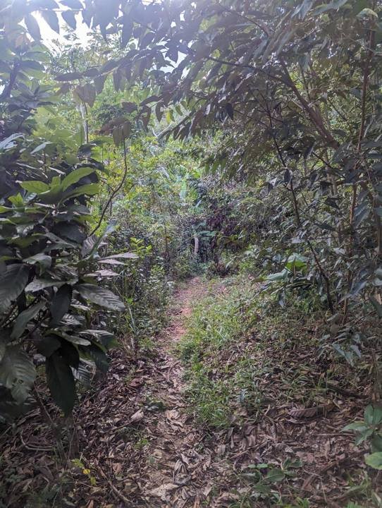 El terreno la primera vez que lo recorrí: senderos enmontados y un pequeño manantial.