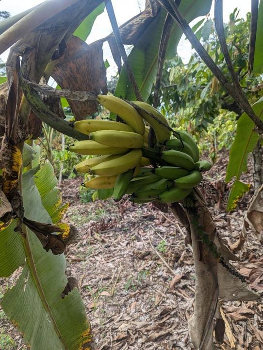 Bananas, one of many fruit trees on the property.