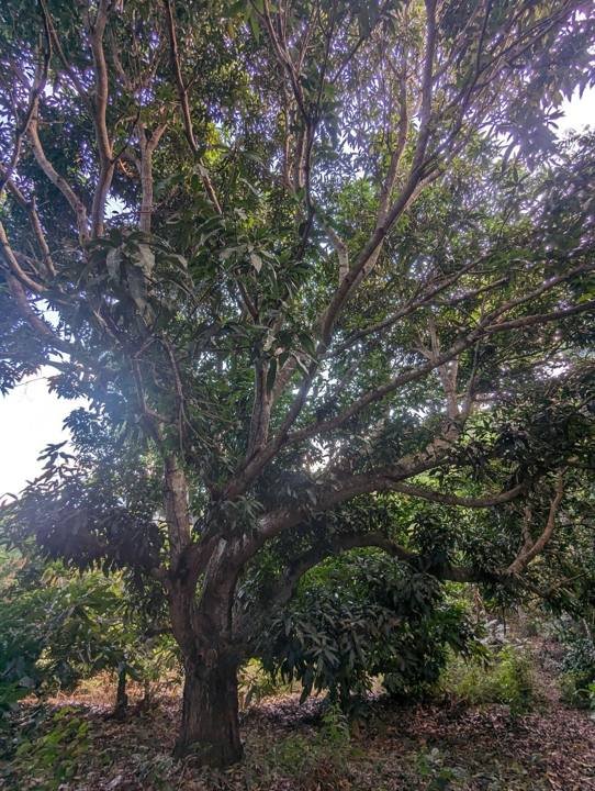The huge mango tree that came with the land.